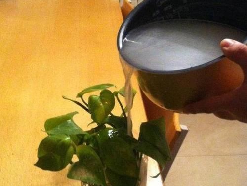 冬日浇花，牢记此4点，植物更容易活命