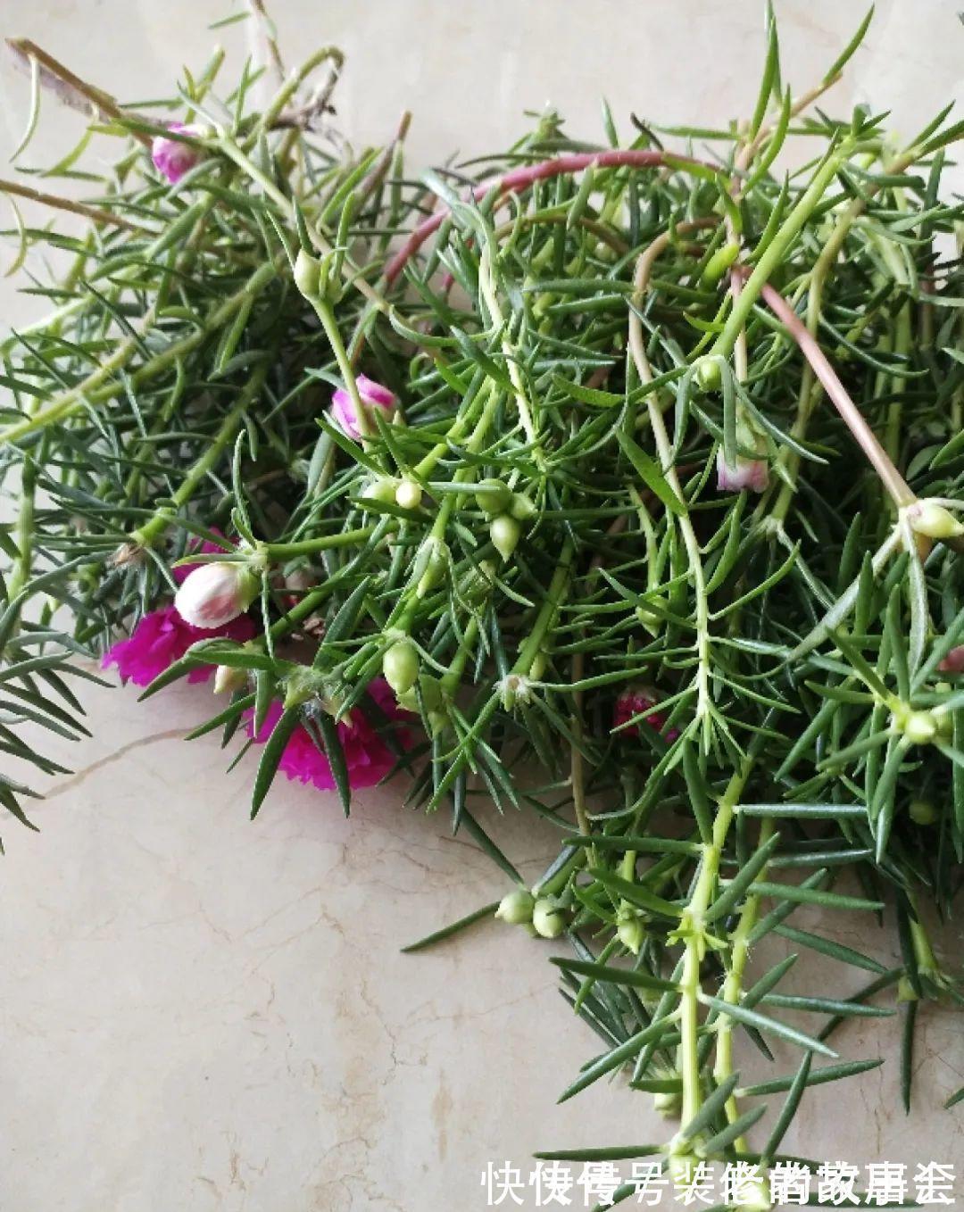 花量|6种花别养老桩,越老越不开花,赶紧扦插备份