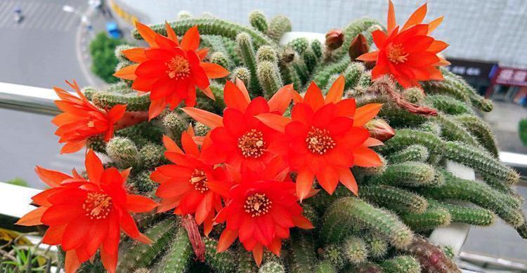 什么花就用什么花盆,选对了花盆,养啥花都能长得好