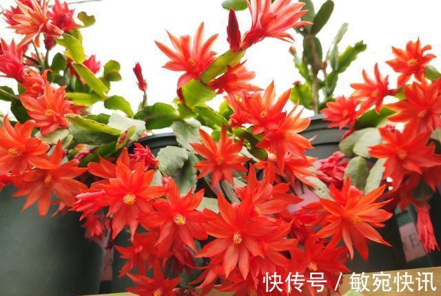 蟹爪兰能晒太阳吗合理见光,长叶多花开爆,怪不得自己养不好