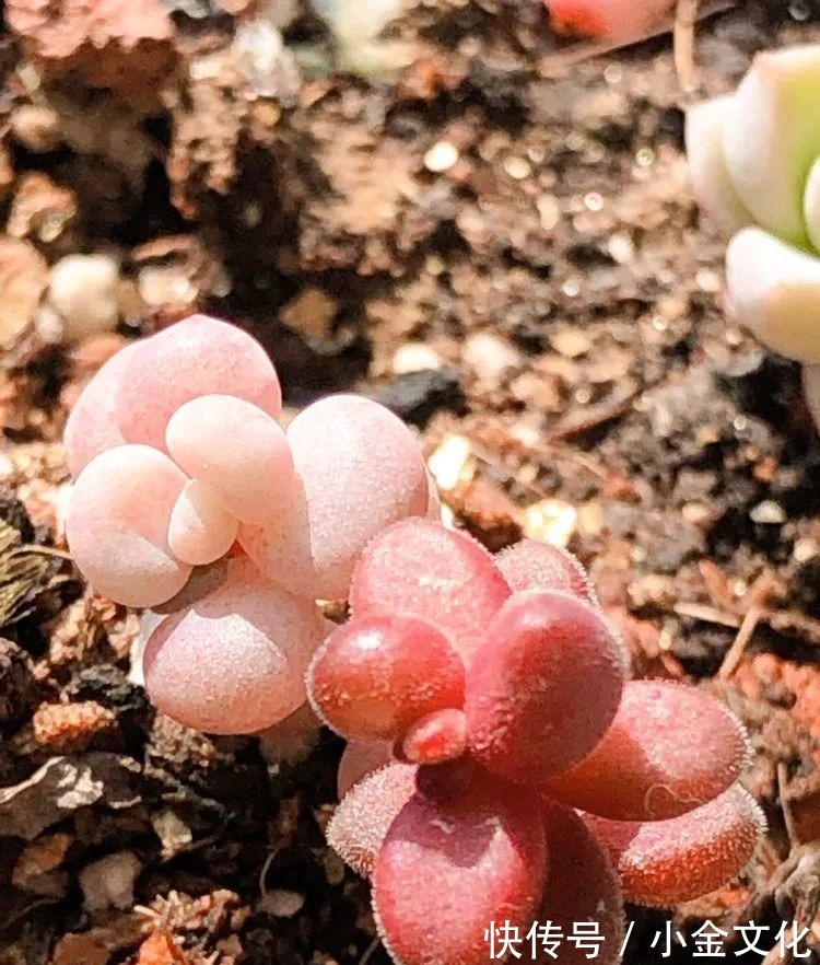 以阳光为滤镜,蓝天为背景,期待拥抱春天,拥抱自然!