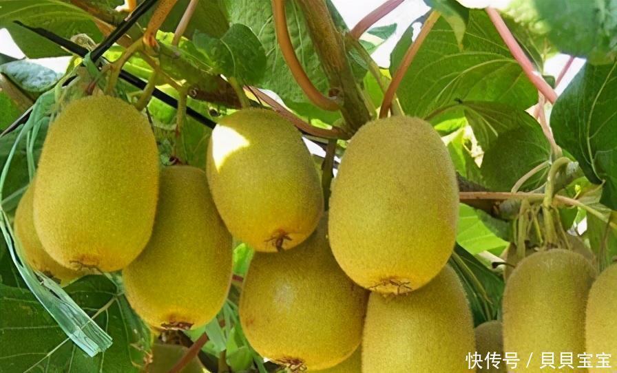 陈医师|女性不想老太快,多食3种食物,改善体质,滋补身体,滋养肌肤!