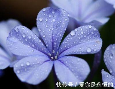 修剪|这花长得巴掌大，越晒花越多，一不小心就开成瀑布！