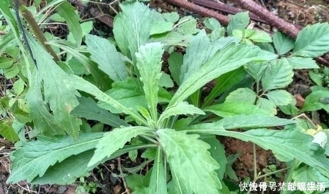 讨厌|农村一种野草,农民很讨厌,却是极品中草药,止血效果非常好