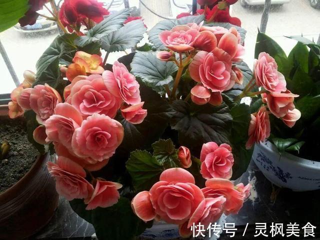 老花匠都“养不好”6种花,新手慎买!刚买来烂根黄叶、掉花苞