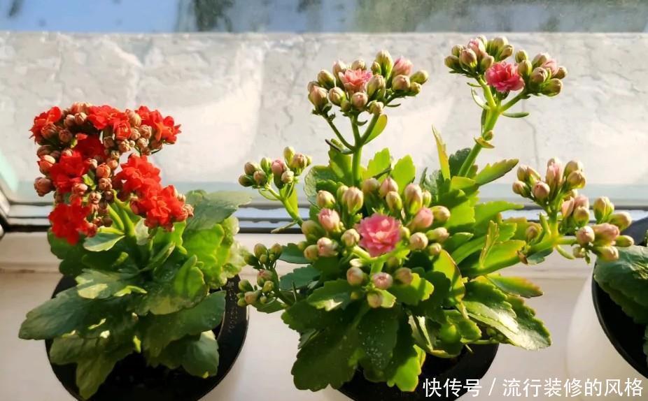 长寿花“装菜”不打花苞？注意这“三点”，花苞呼呼冒花儿满枝头