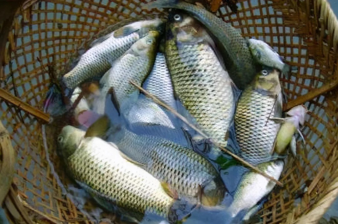 打完窝后,半天都没鱼咬钩?二十年老司机道破真相,后悔才晓得