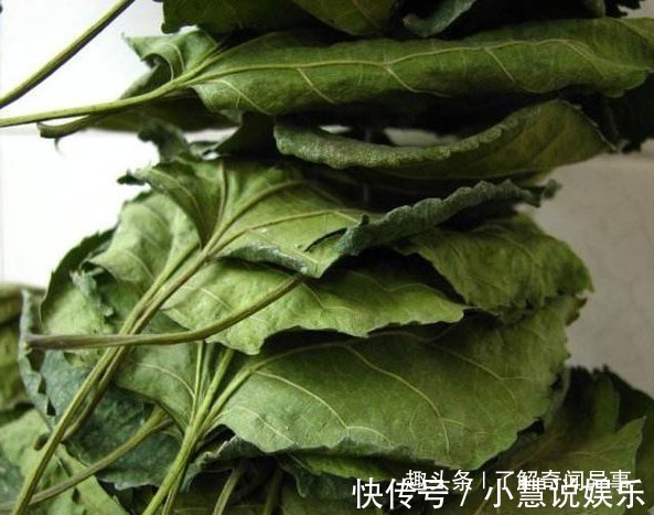 桑叶|此种叶子霜打后,农民称为“神仙叶”,一年采一次,错过要等明年