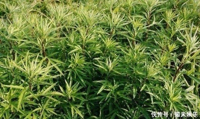 野菜|五月宁可不吃肉,也要给孩子吃这种野菜,钙含量是牛奶的好几倍