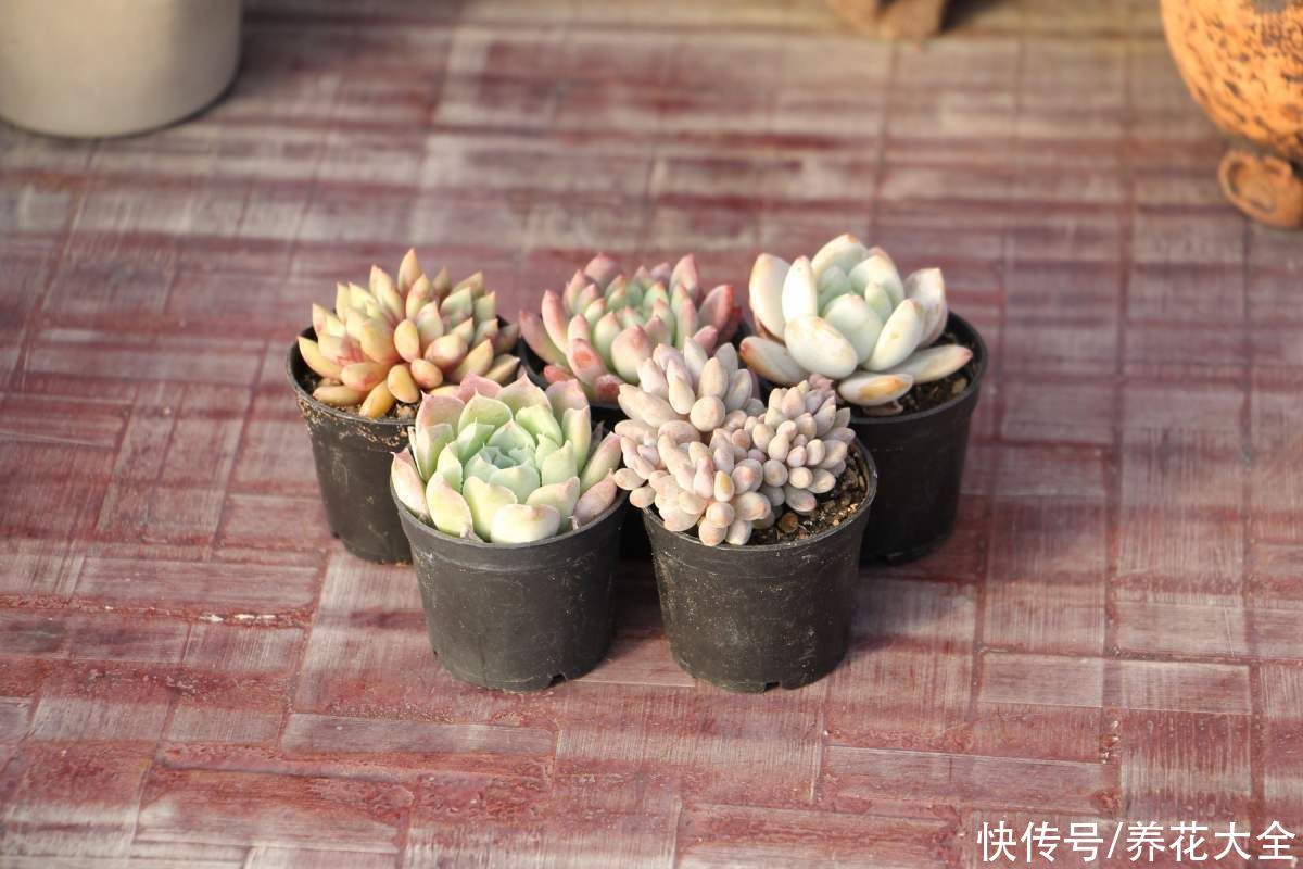 叶片|夏季多肉难养好？记住3个不要，安稳度夏不困难