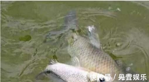 禾本科植物|别把钓草鱼看的那么难,做到这几点,连竿中鱼如若等闲