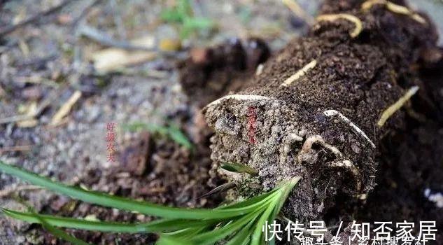 土壤|花卉土壤又粘又湿，养花最容易烂根，如何解决这个问题？