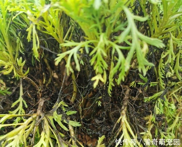 潮湿|超级“喜水”的花,3天不浇水,就离死不远了