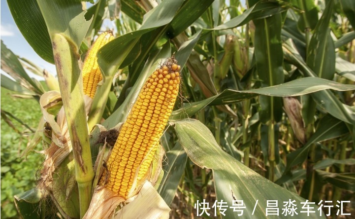 心脑血管|血液粘稠的人，少碰“2白”，多吃“3黄”，保护血管，血栓不来扰