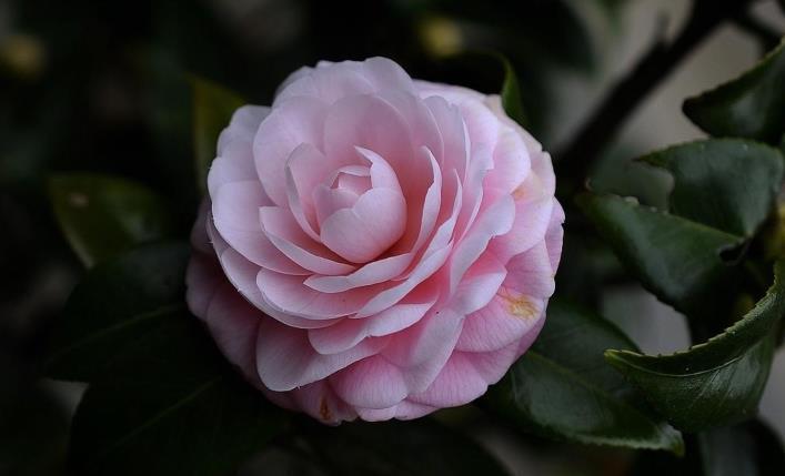 花期|现在养茶花,要学会拒绝,才能更好地生长,入秋就满头花苞