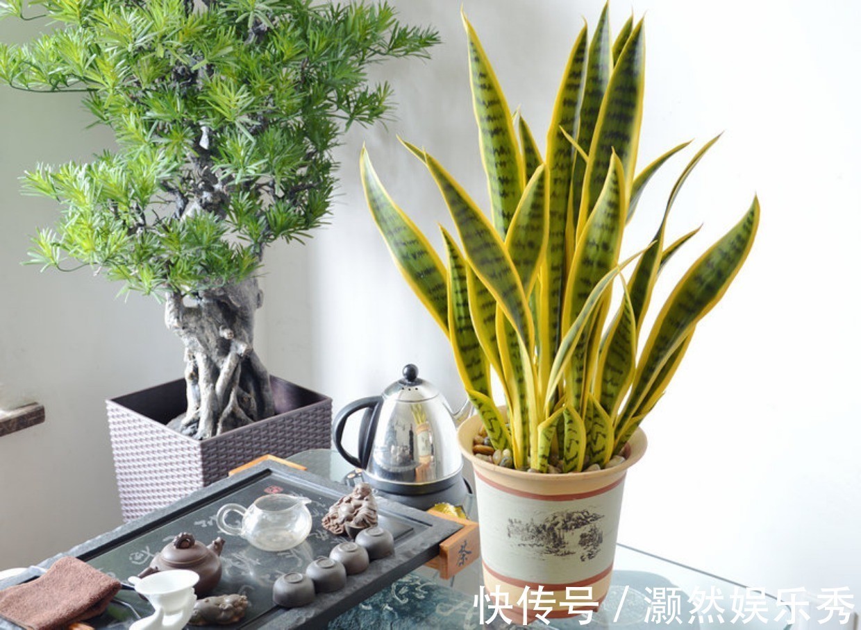 6种健康花，适合室内养，能净化空气，寓意好，高档大气很舒心