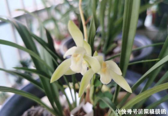 公认难养的2种花,养一棵死一棵,年年收空盆