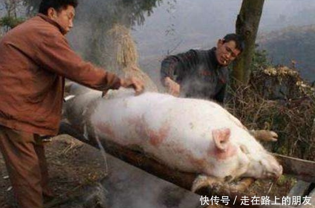 入机器内|猪好吃可毛却不好刮,于是发明了“刮猪毛神器”,设计非常的人性