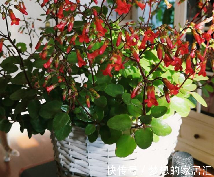 秋高气爽,养宫灯长寿花,盆栽牢记4点,冬春花开最盛