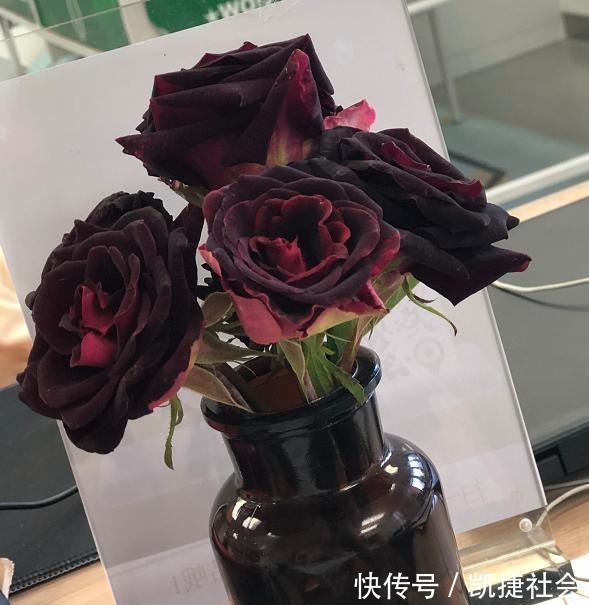 6种冷门月季，看一眼就中“毒”，没养的人都后悔了！