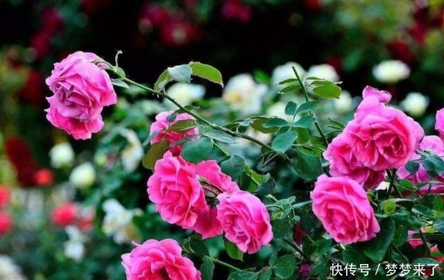 土壤|月季养在室内,就是“药罐子”,只要提前做1步,防虫又防烂根!