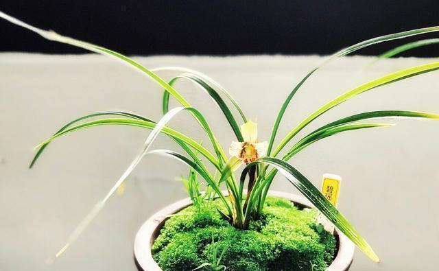 业余|养兰花需要知识,经验,实践,试着享受这个过程,养出好兰花