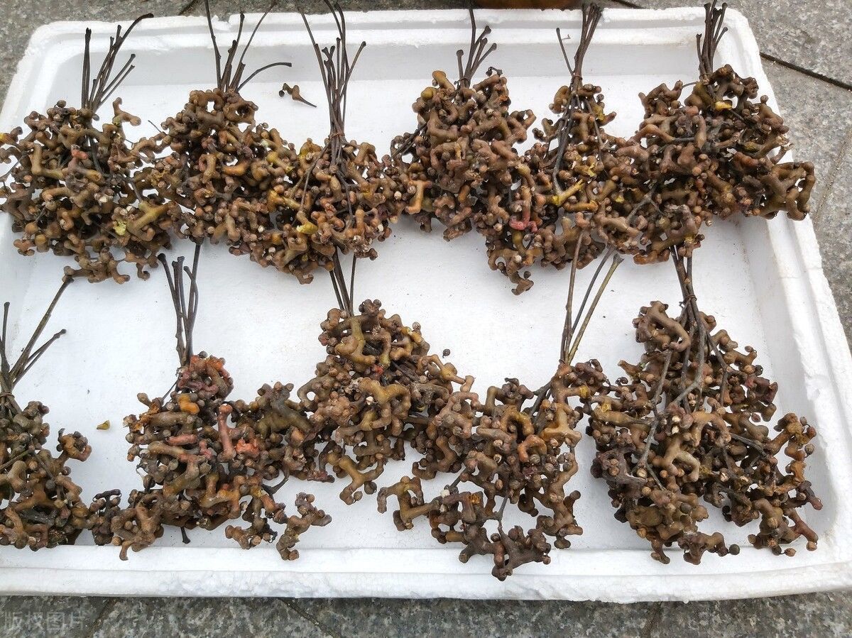 水果界|长在树上的“鸡爪”，农村娃经常拿来当糖吃，如今十几块钱一斤