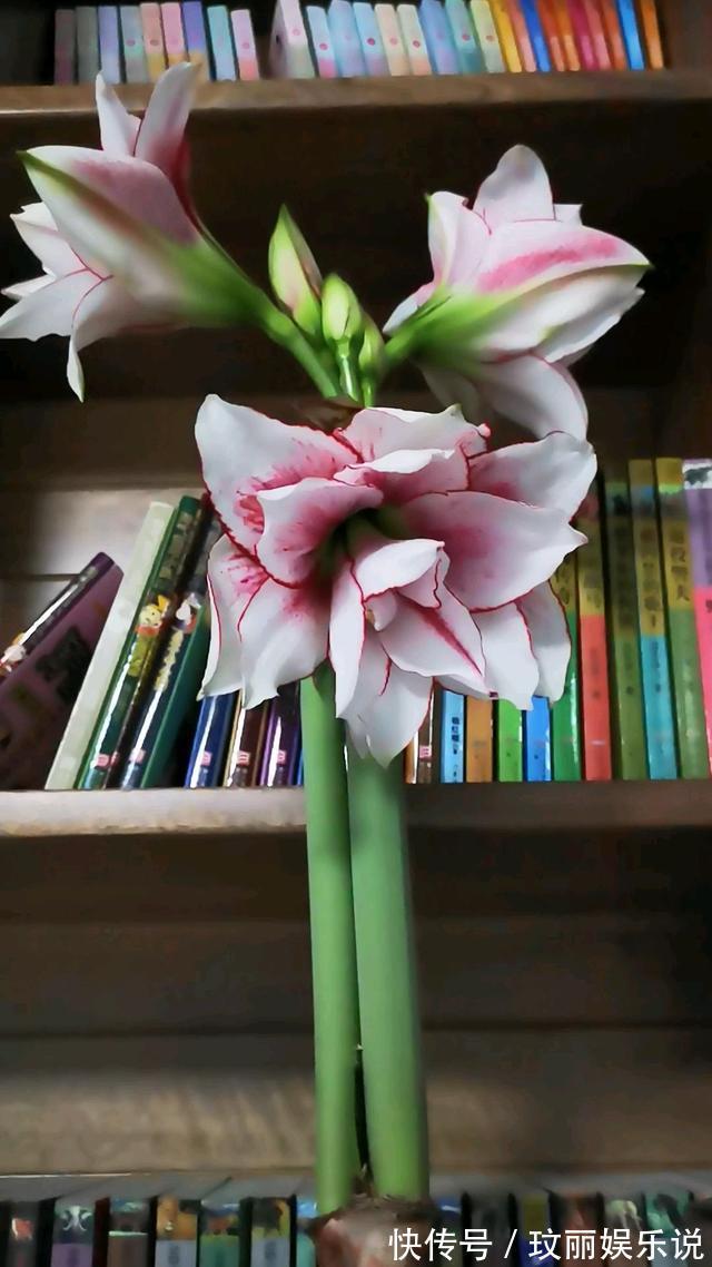 三角梅|5种花越养越上瘾,只要养好一盆,就会特别喜欢