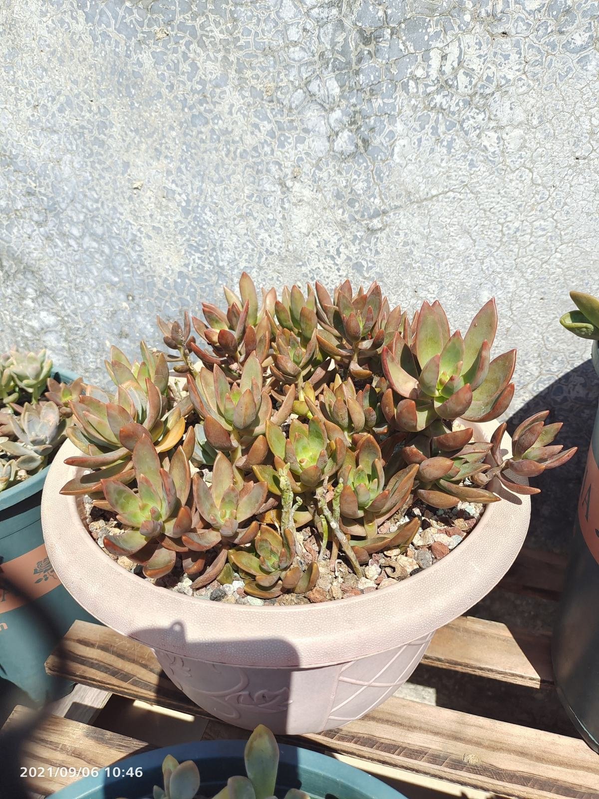 长寿花|8种花是“旱鸭子”，水一多就容易烂，不浇水反而壮得像萝卜