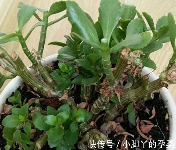 浇水|养长寿花3年,总结出了5个要点,花开不败,满满一大盆,太好看了