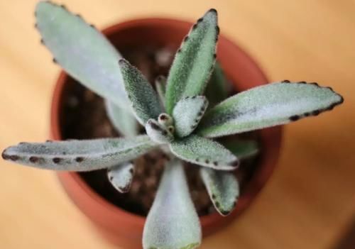 “养多肉需多晒太阳、少浇水？”大错特错，这3阶段正好一反