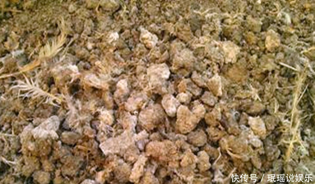 肥料|多肉越长越瘦怎么办用上3种肥料,养根系促上色,变肥不再是梦