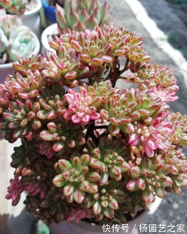 嫌弃|起初很嫌弃的多肉小人祭，变成造型桩之后，就爱不释手了