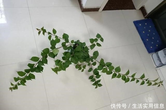 特欠剪的花,越剪越好看,花开不断!特欠剪的花,越剪越好看,花开不断!