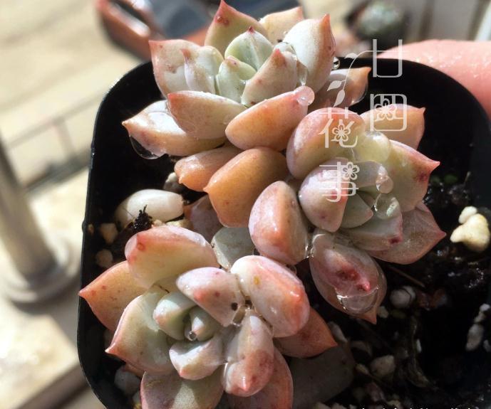冬天给多肉浇水,一个小方法,肉肉不徒长不烂根,保持好状态