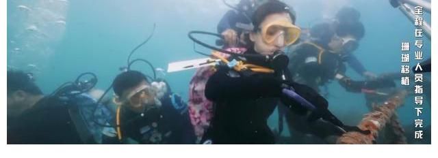 刮目相看|《奔跑吧5》迎来最美场景，嘉宾入海底种珊瑚，杨颖让人刮目相看