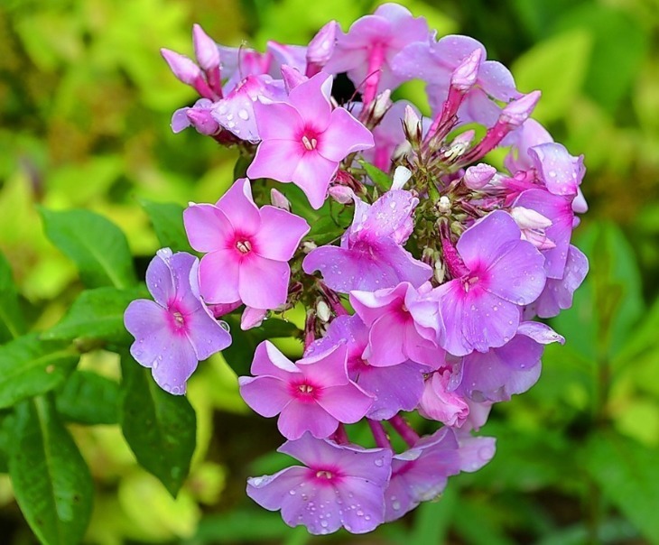 寓意代表家庭和睦的花