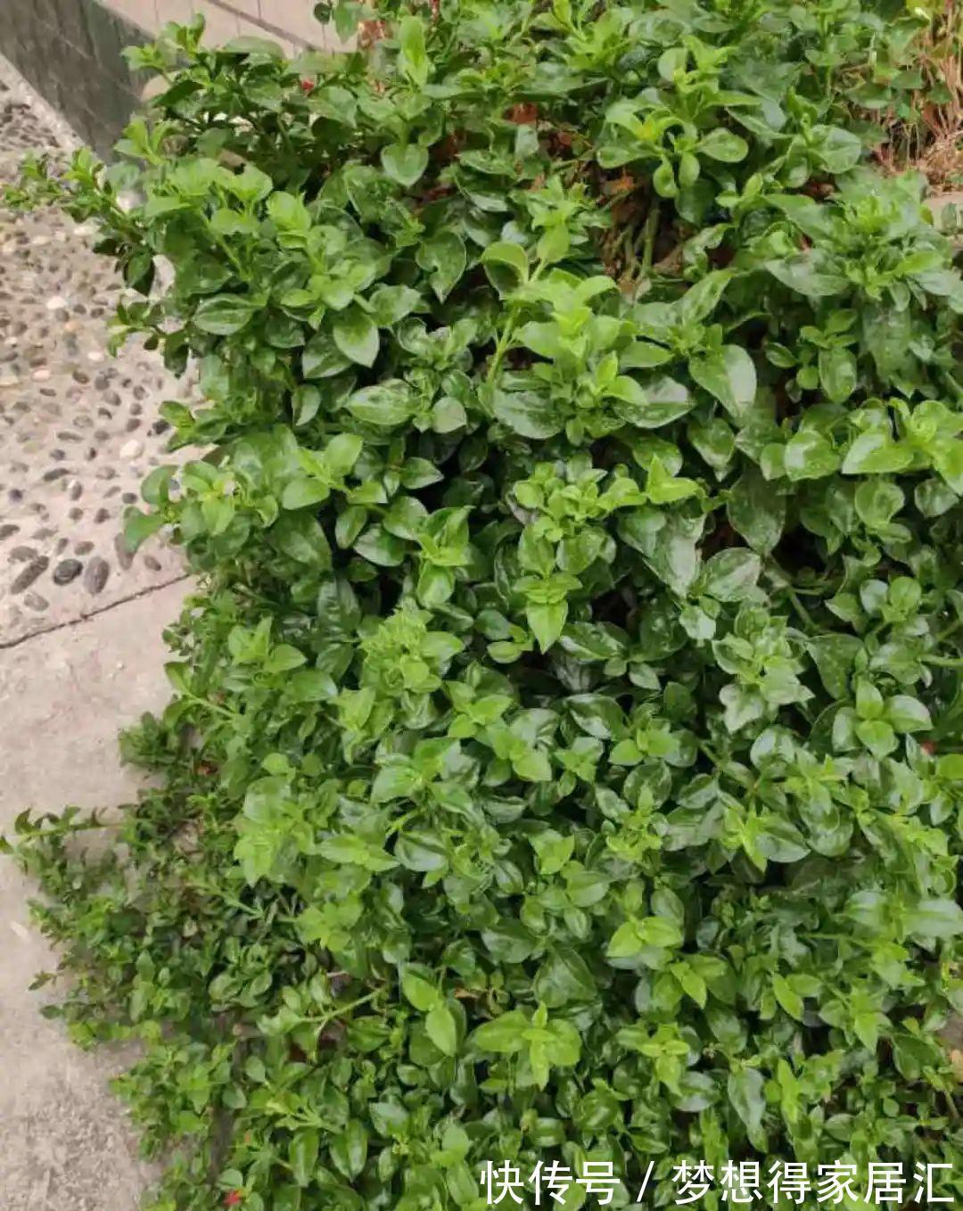 养到烦人的花，盆都不够用，扔掉还很心疼