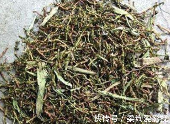 被人称为“长寿草”的野草,食用可排出体内垃圾,强健身体