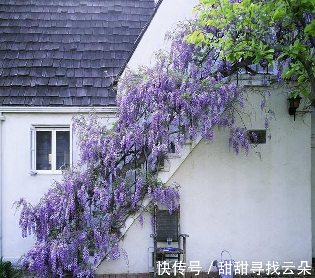 三角梅|6种“爬藤花”,美上天际,种上一株,就能赏几十年!