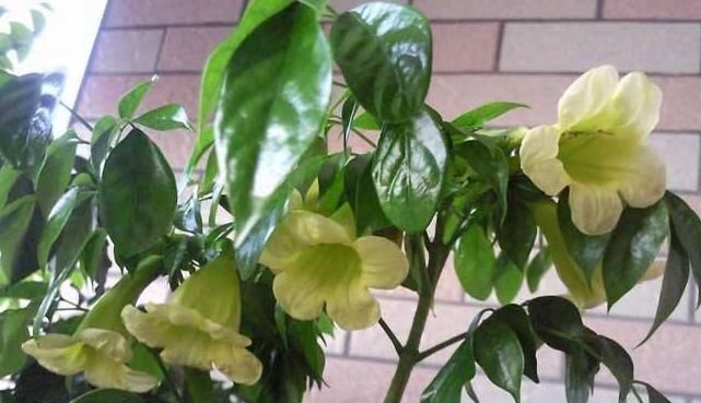 阳台上|“此树”是幸福的象征,还能开花结果、吸甲醛,回家赶快养一盆