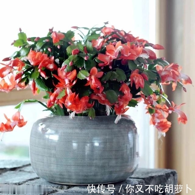 卧室养花就选这八种,安神又助眠,卧室摆几盆,一夜好梦睡得香