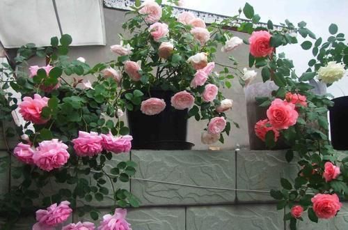 给月季吃条鱼，来年花开满盆，花期长达200天，你也试试！