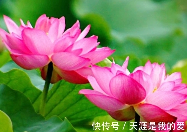 财源广聚|十一月开始 幸运星高照财源广聚生活欣欣向荣的三大生肖