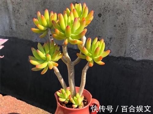 5种直立性很强的多肉，轻松养出精致漂亮的直立桩，别有一番韵味