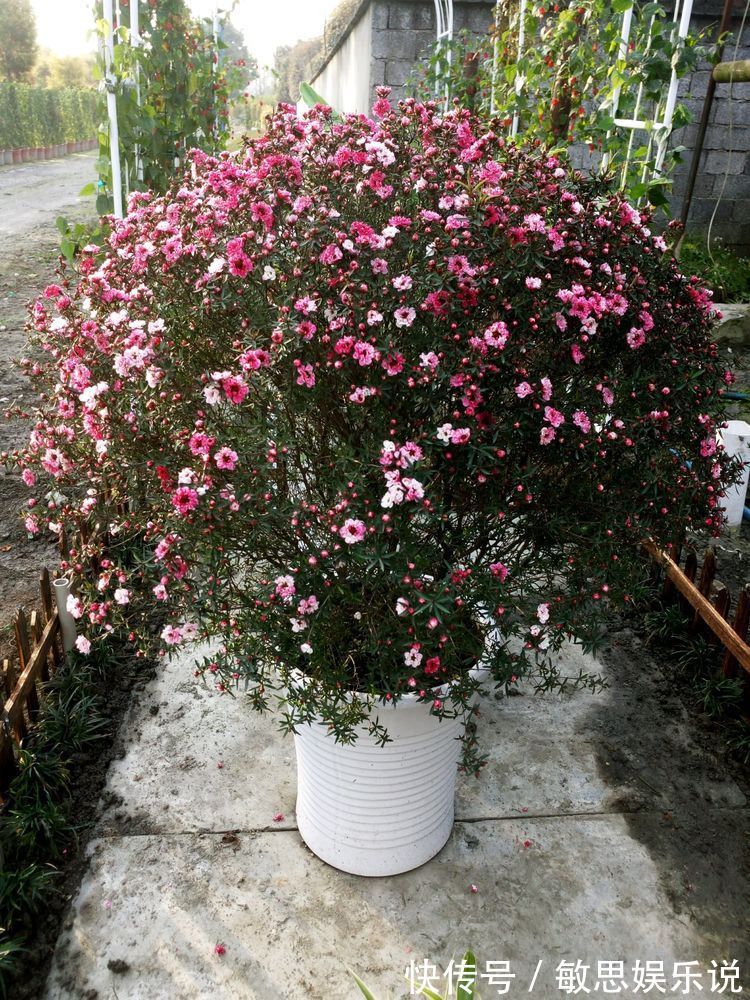 喜欢玫瑰，就养盆“精品玫瑰”卡罗拉，红艳似火，美艳优雅