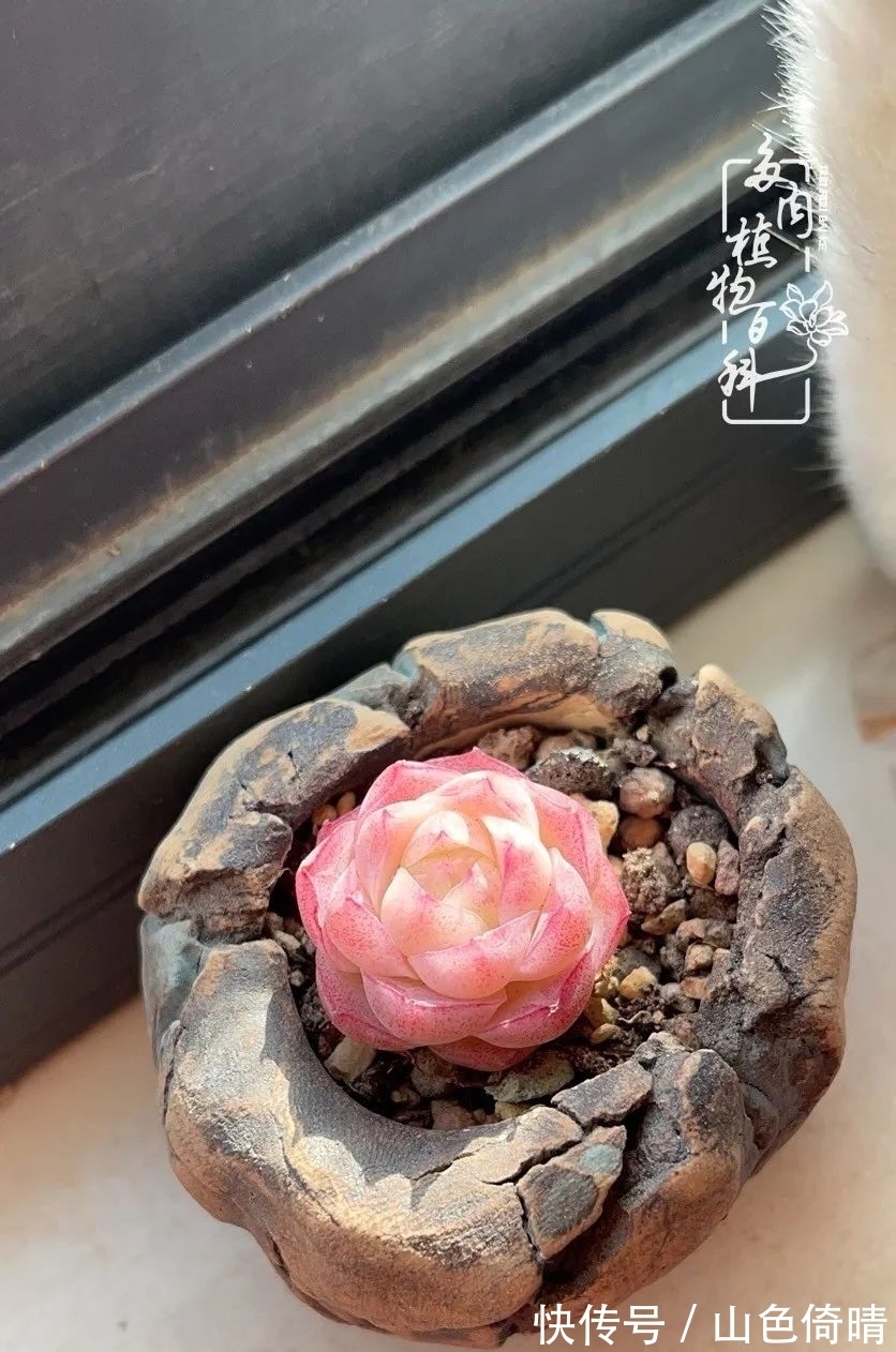 我与多肉植物百科的398天离别又重逢！