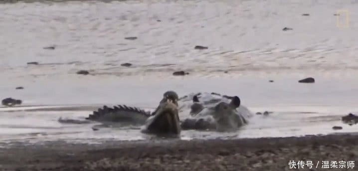 鳄鱼被河马疯狂欺负,从水里赶到岸上,下