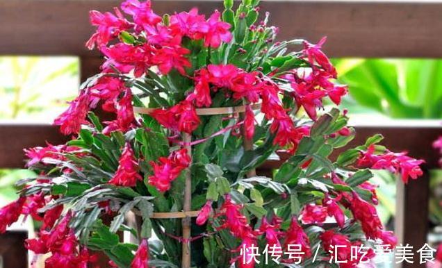 冬季怎样管理蟹爪兰,以便不会落蕾,又开出美丽的鲜花