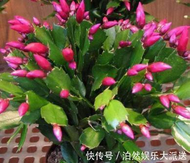 光照|蟹爪兰叶子又薄又暗，坚持1个月，9月开始长出“硬朗叶”，太密了